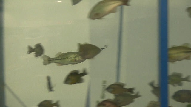 Fly Strikers Proven Nationwide to Out-Fish Any Spinner | Hand-Tied in The USA |Trout, Bass, Steelhead